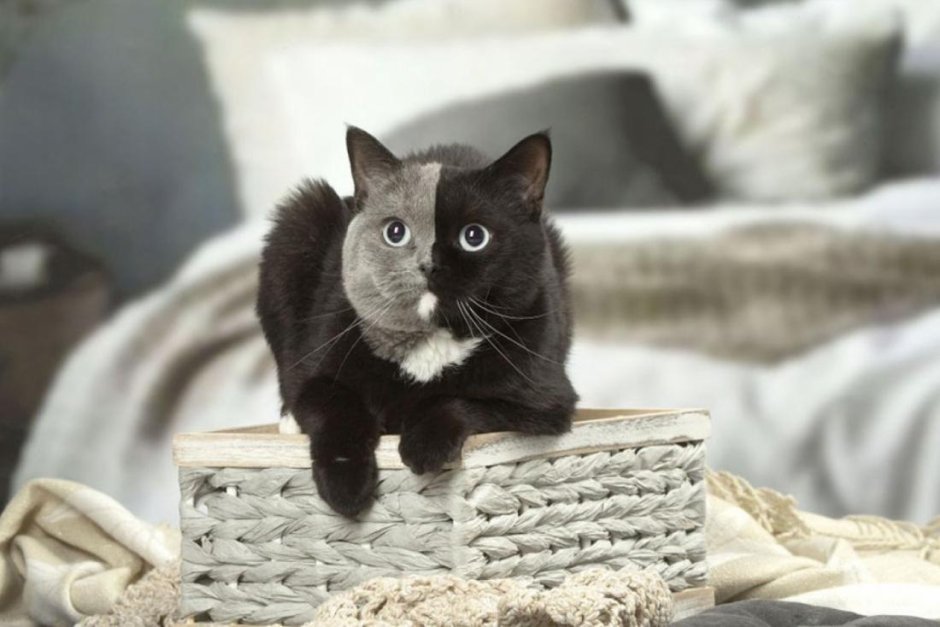 Кошка абстракция
