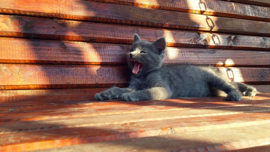 Гакман Чеширский кот