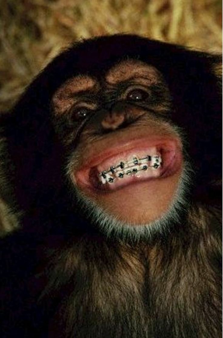 Некрасивая обезьяна