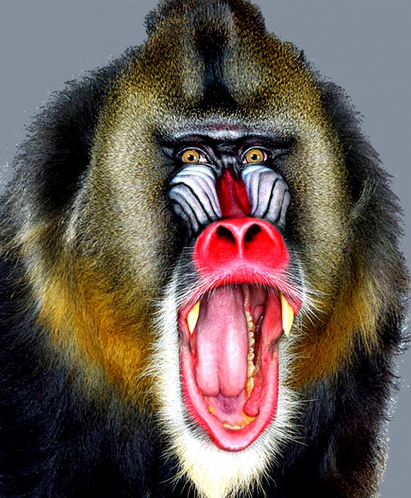 Гиббон зубы