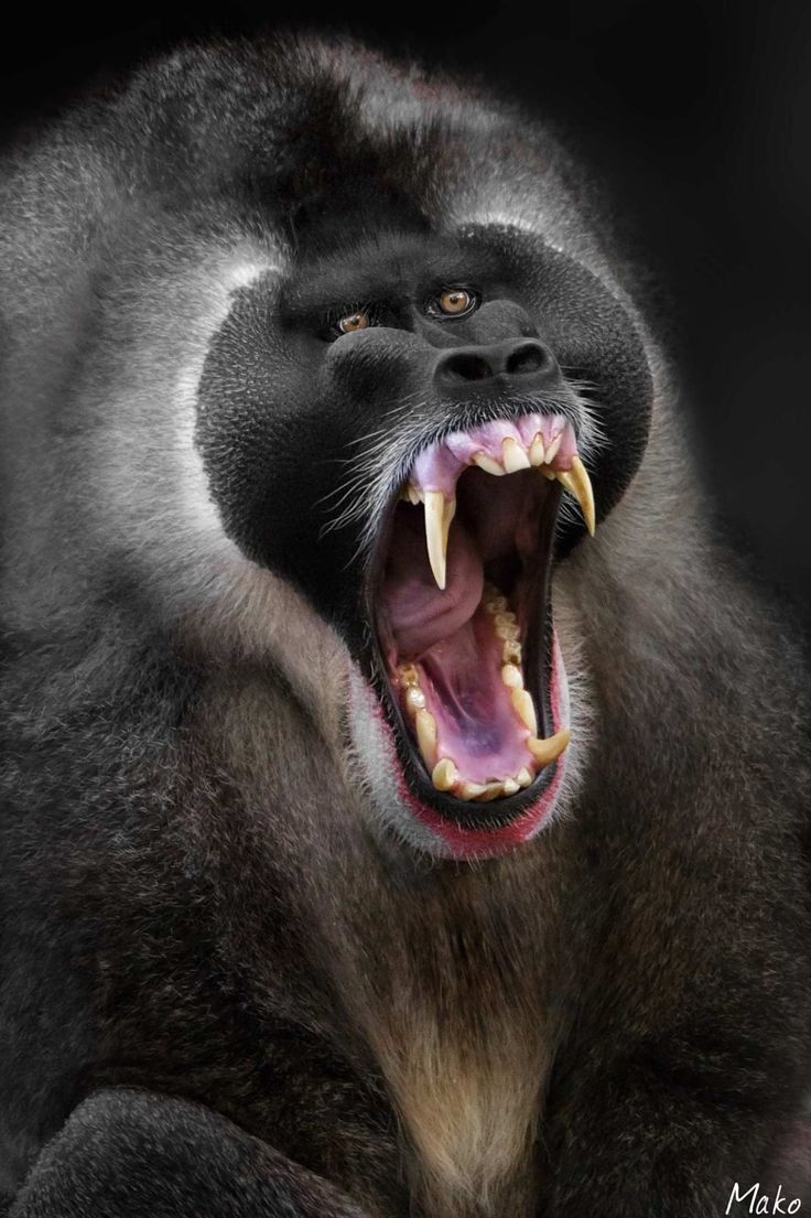 Обезьяна с открытым ртом