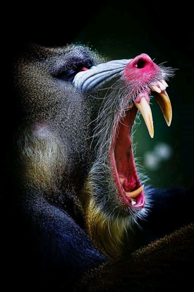 Обезьяна с большими зубами