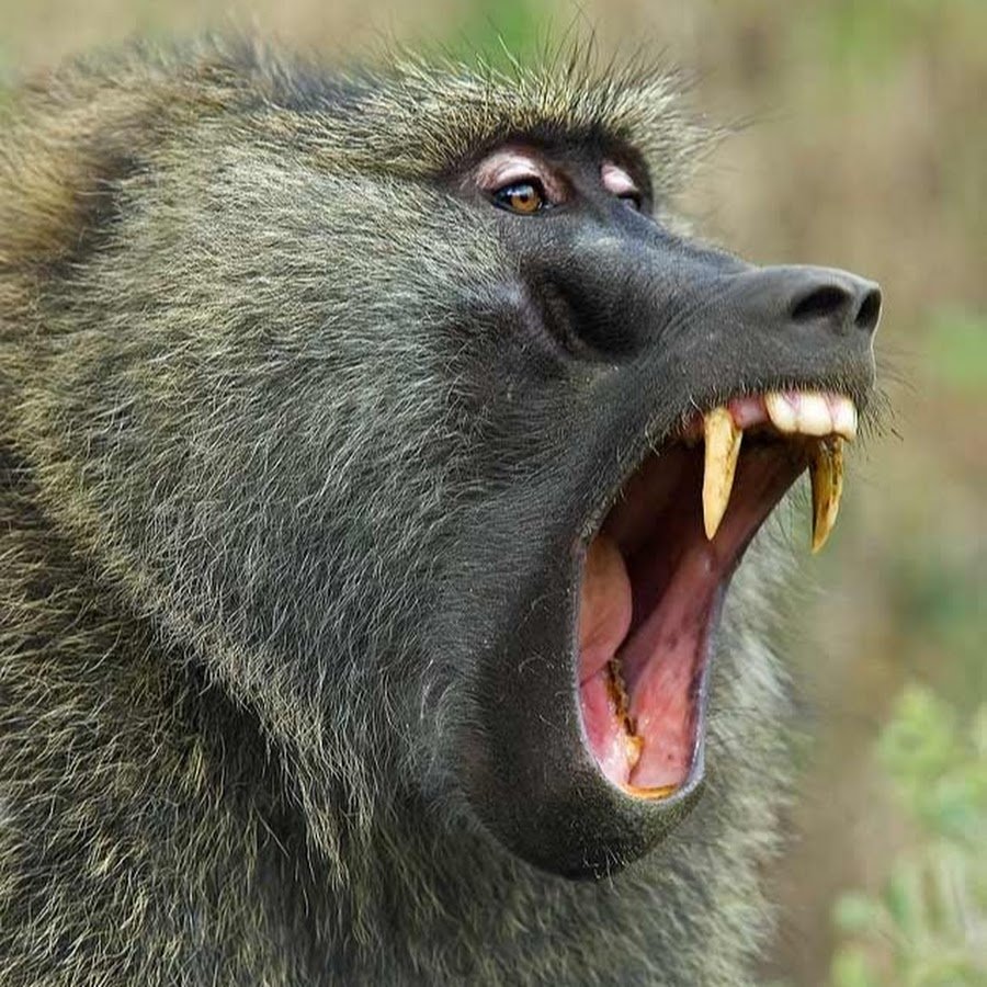 Злая обезьяна