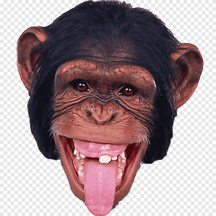 Обезьяна ржет