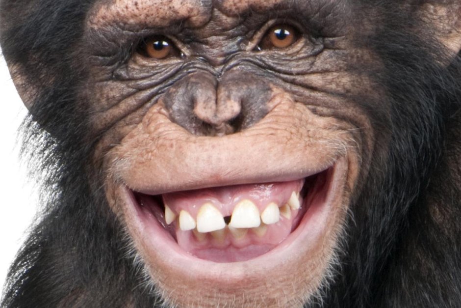 Клыки шимпанзе