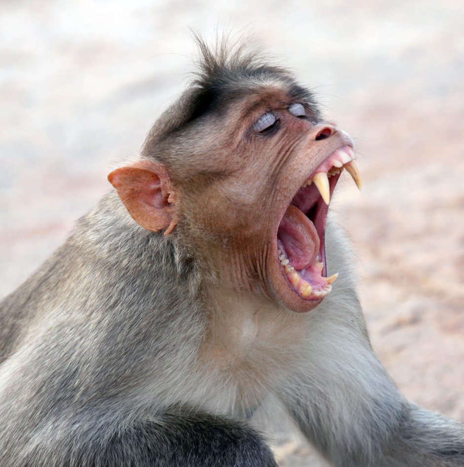 Обезьяна кривляется