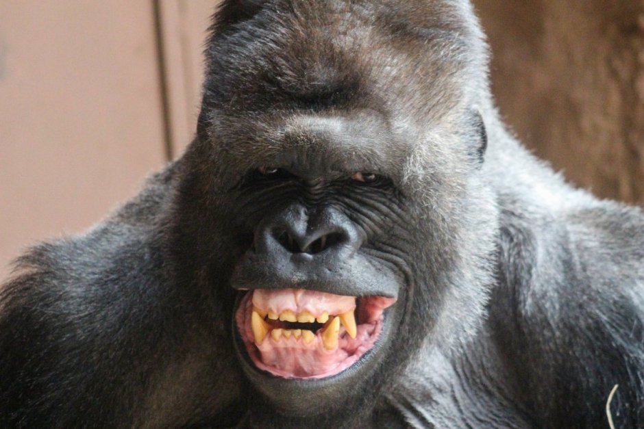 Монстр обезьяна Мандрил