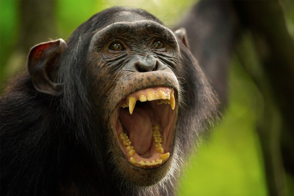 Злая горилла