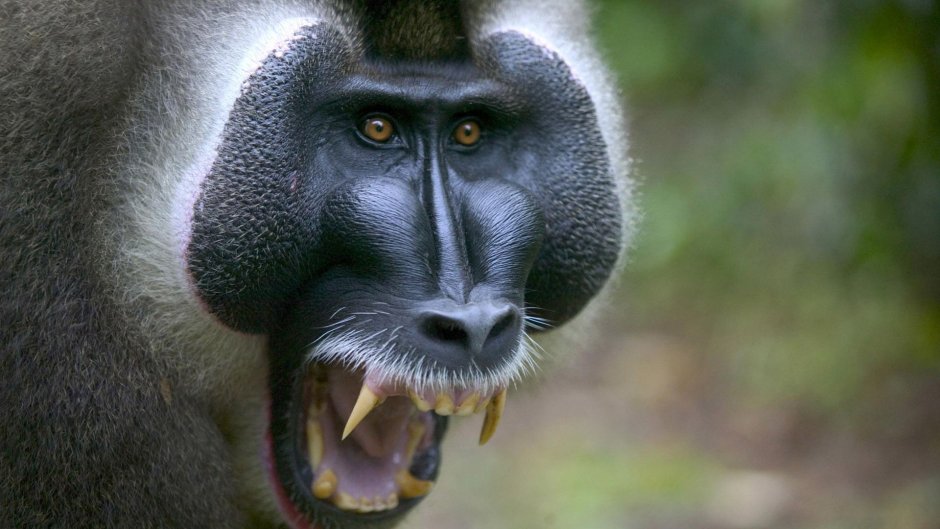 Злая обезьяна