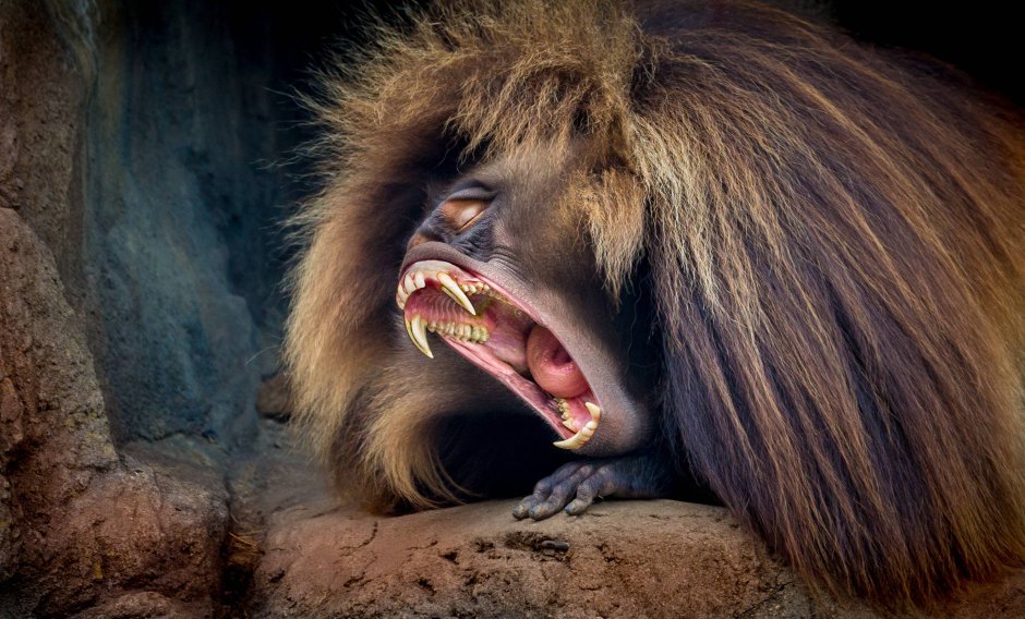 Павианы гелады