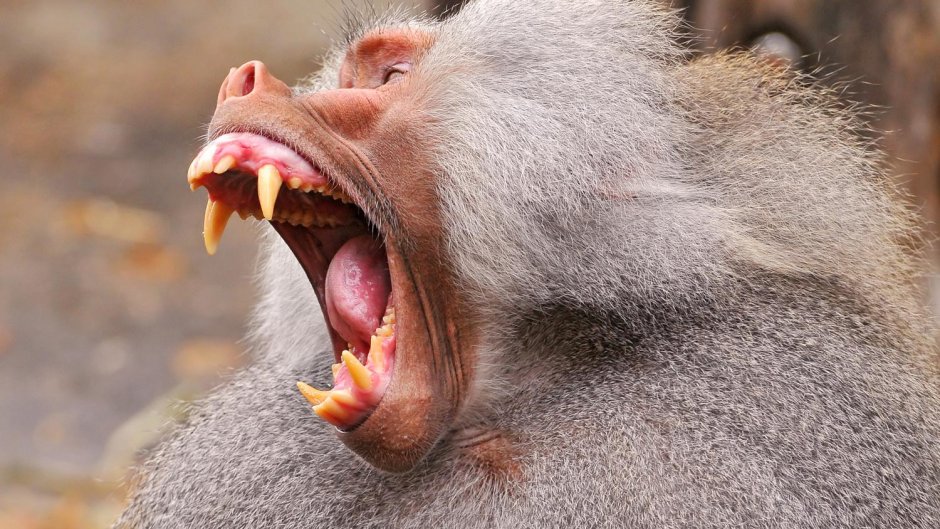 Павиан Анубис злой