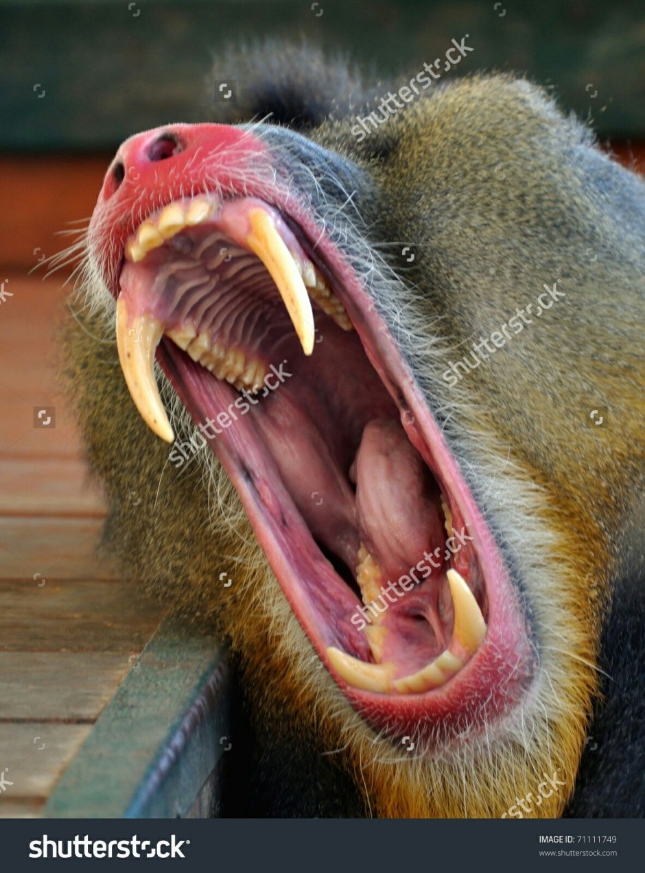 Камерунский павиан