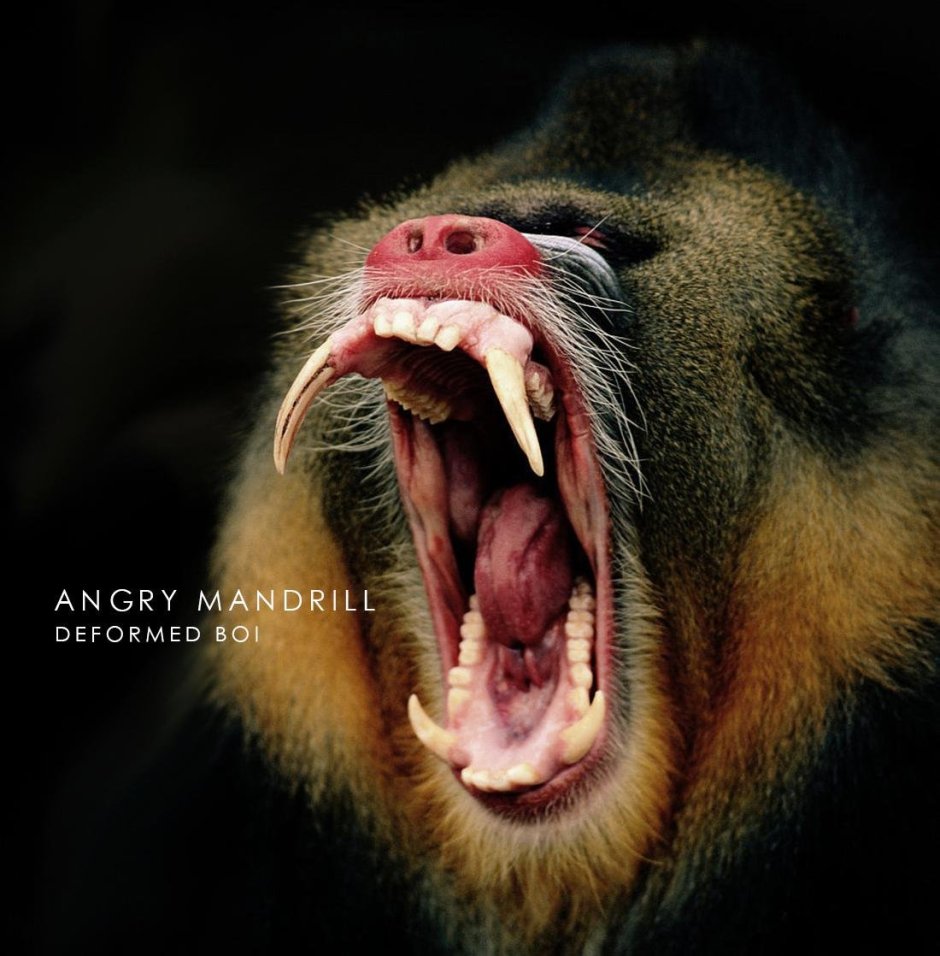 Обезьяна магот