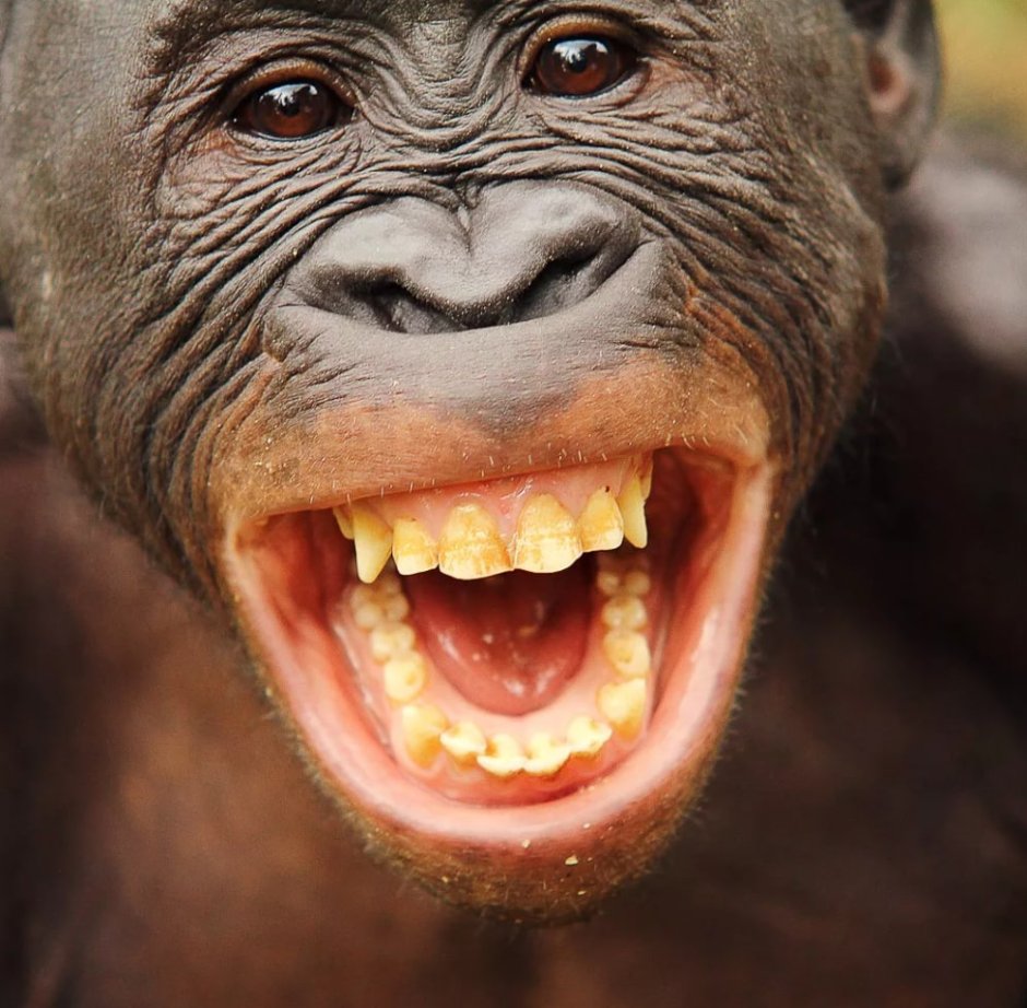 Обезьянка улыбается