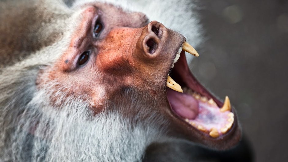 Павиан Джек