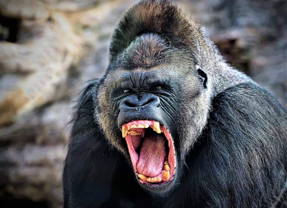 Бабуин Джек