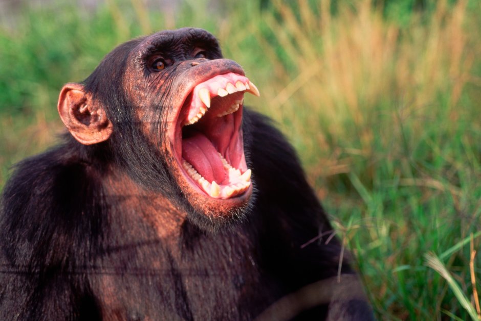 Обезьяна макака