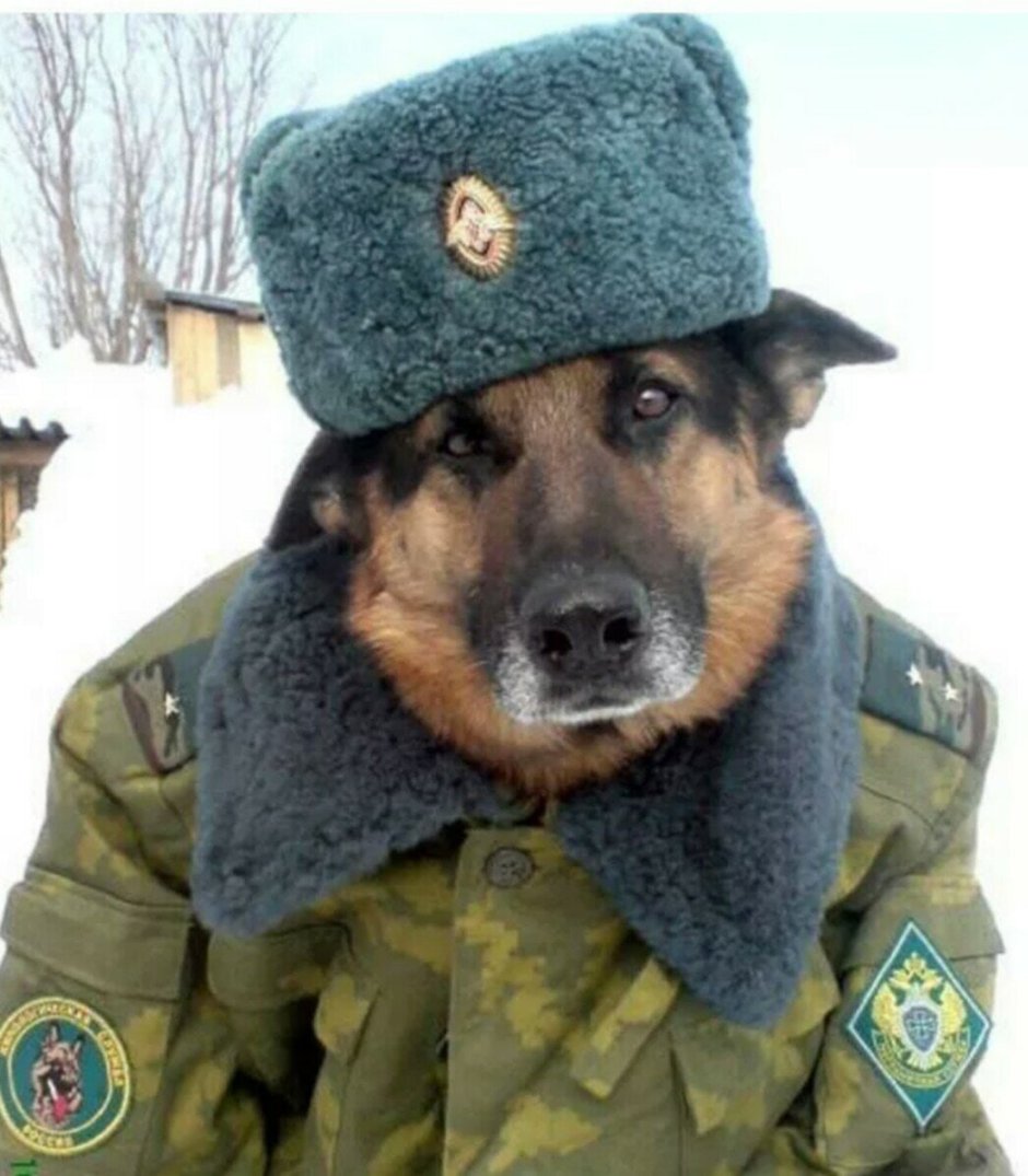 Пес в военной форме