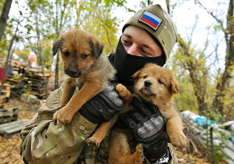Немецкая овчарка злица