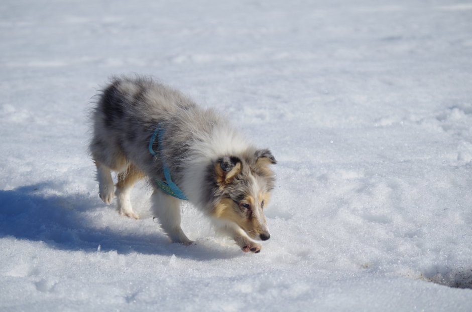 Шпицы мраморные шелти