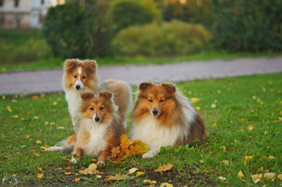 Шелти и шпиц метис