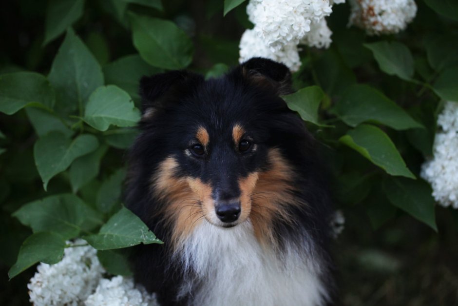 Метис шелти и левретки