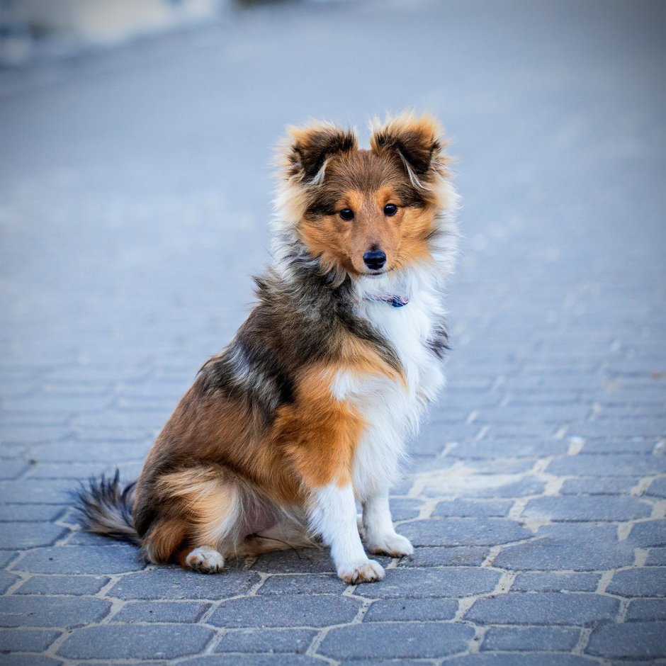 Шелти в комбинезоне