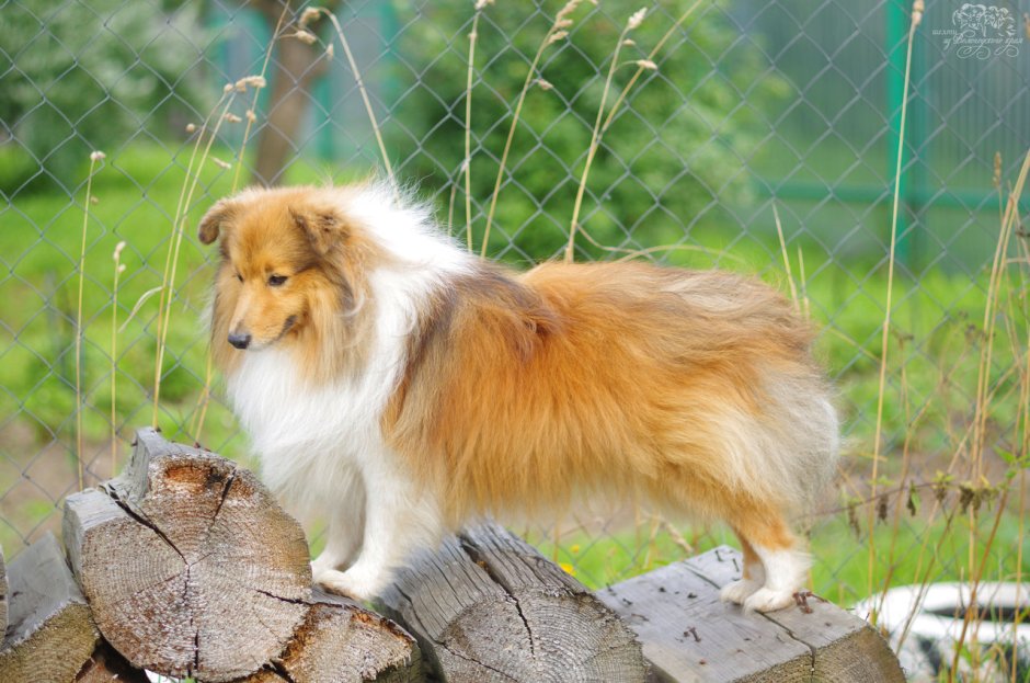 Шелти и шпиц метис