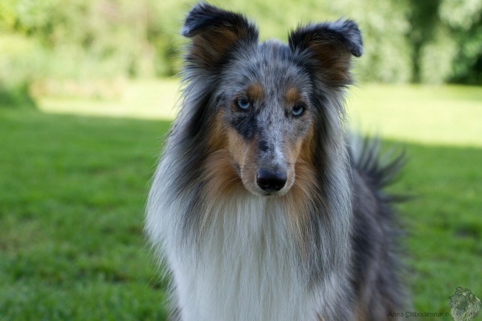 Шелти и шпиц метис