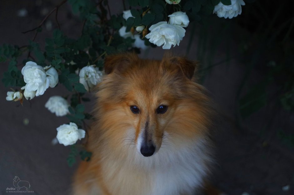 Австралийская овчарка и шелти