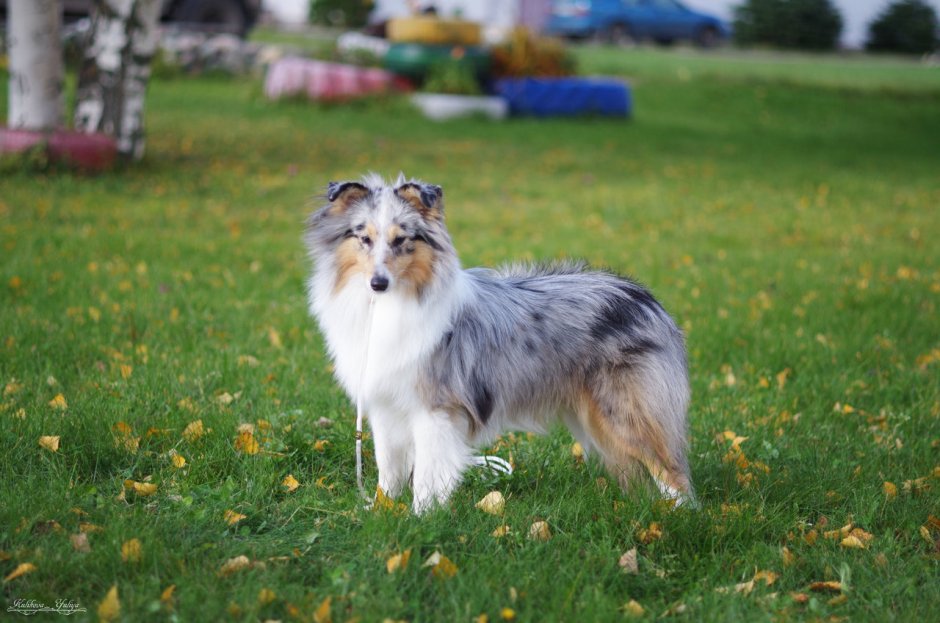 Золотом шелти