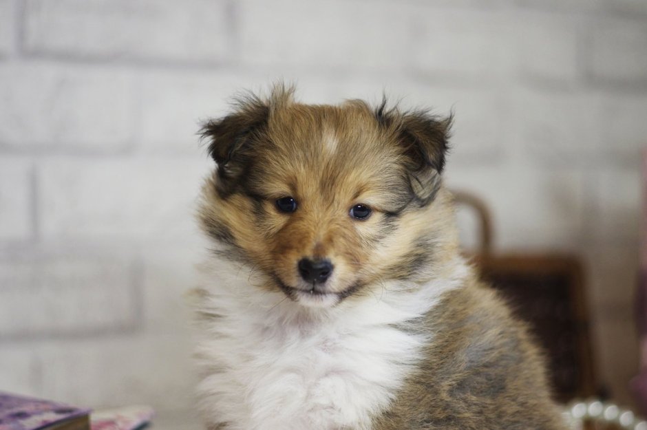 Шелти и шпиц метис