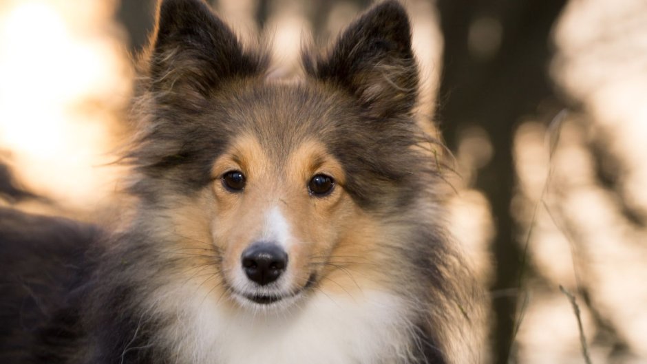 Шелти собака