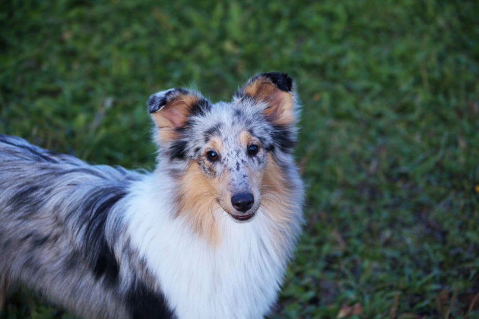 Шелти из полимерной глины