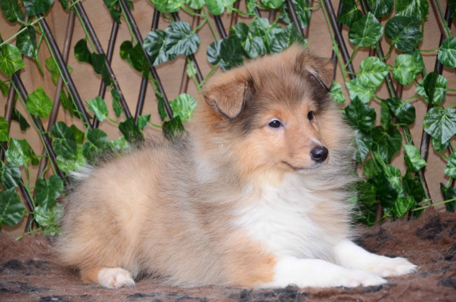 Колли сука и шелти кобель