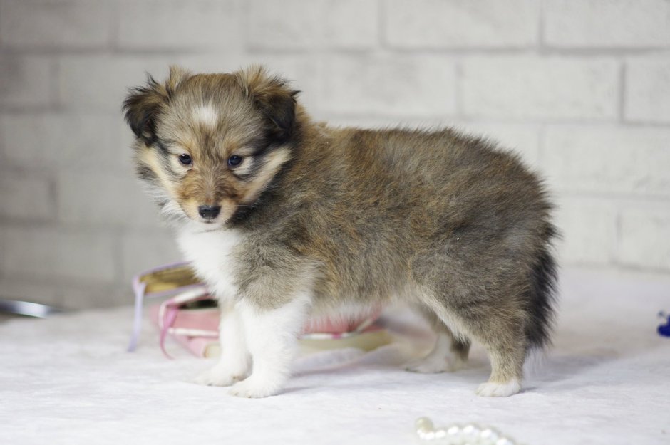 Шелти и шпиц метис