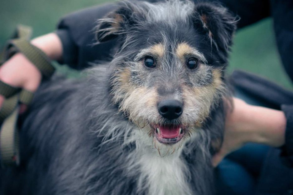 Метис корги и шелти