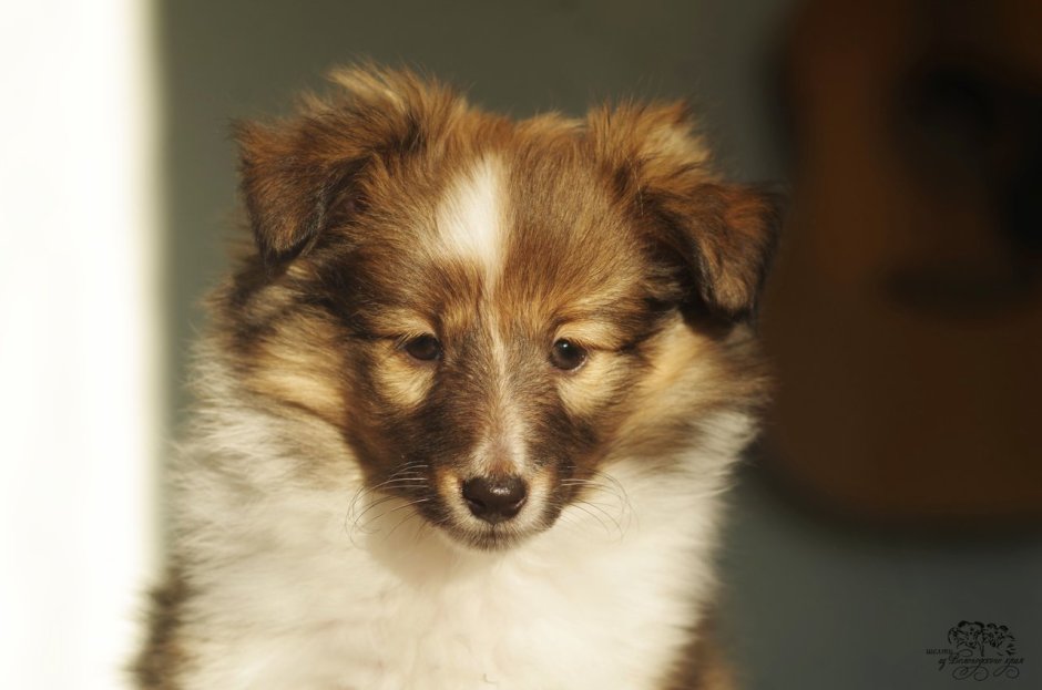 Метис корги и шелти