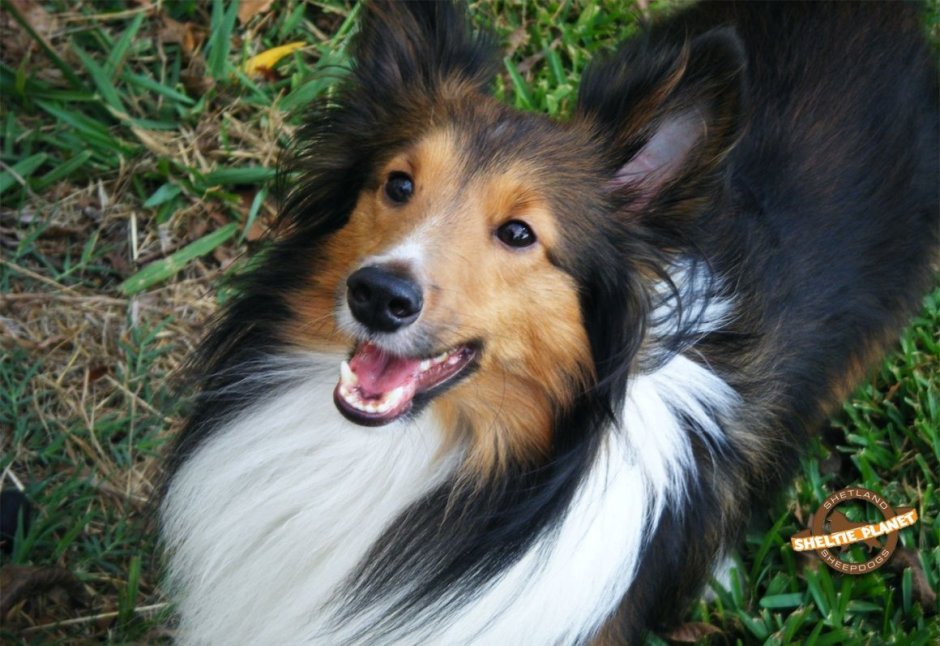 Рыжая шелти дворняга
