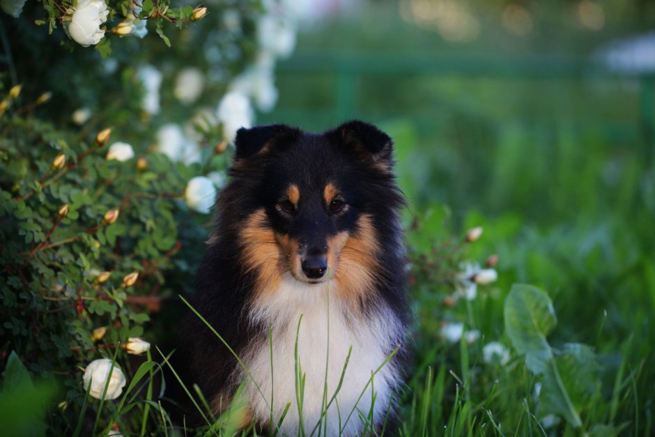 Красивые собаки колли