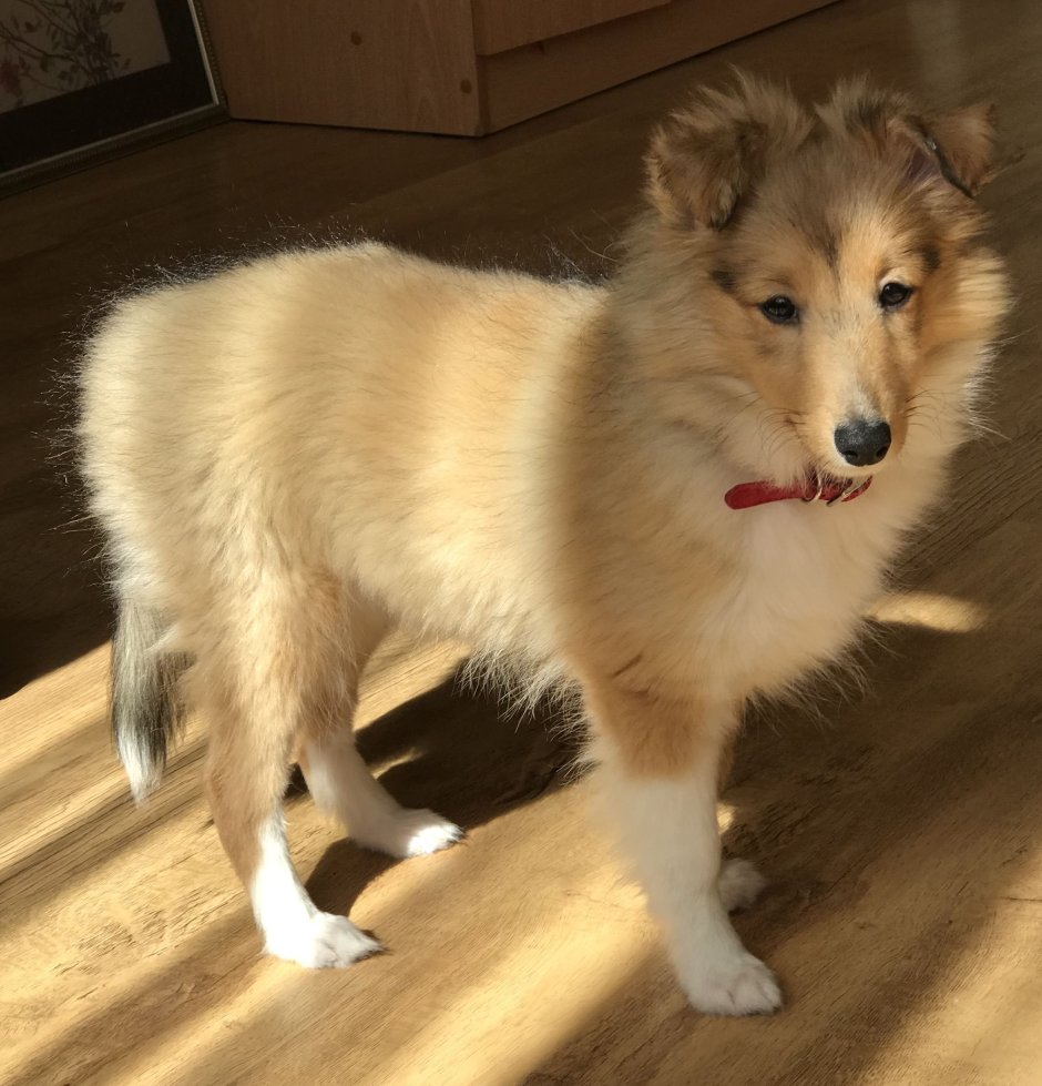 Колли кардиган