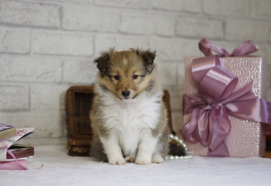 Шелти собака с голубыми глазами