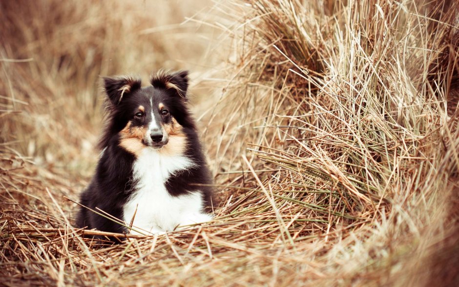 Шотландская овчарка шелти щенок