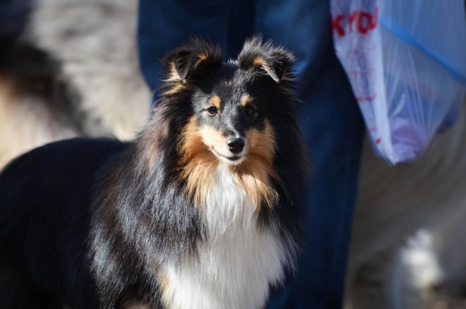 Помесь корги колли шелти