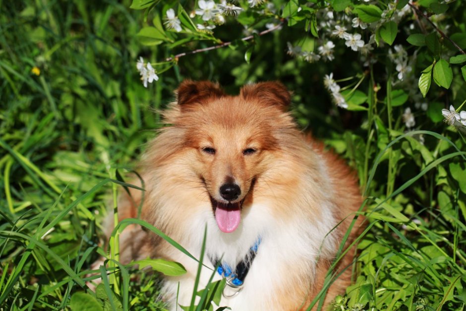 Блек Фокс Черринг ФО ми шелти фото