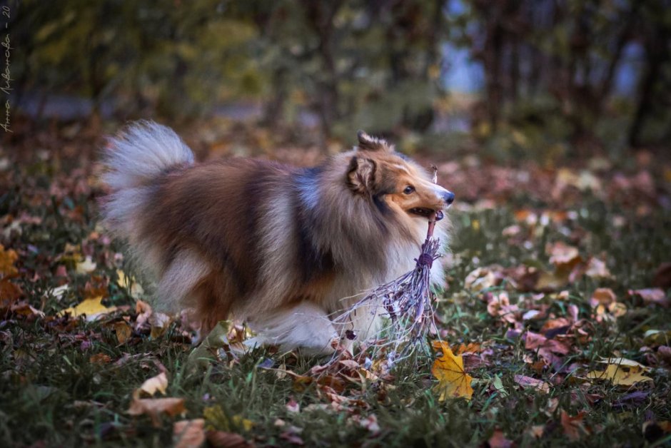 Порода шелти 2 месяца игрушки для жевания зубов