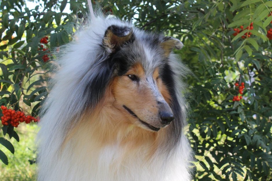 Метис шелти