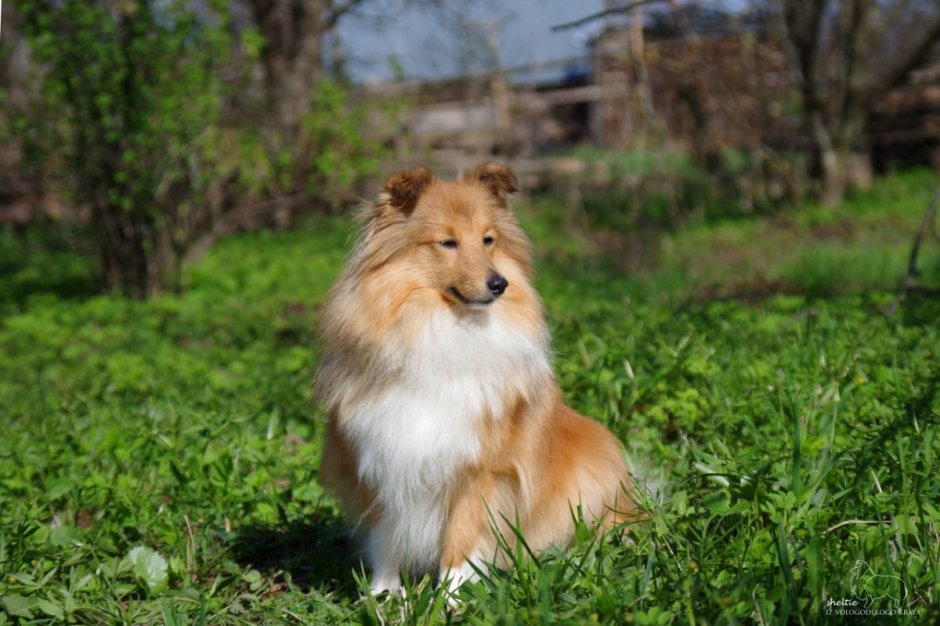Шелти золотистый