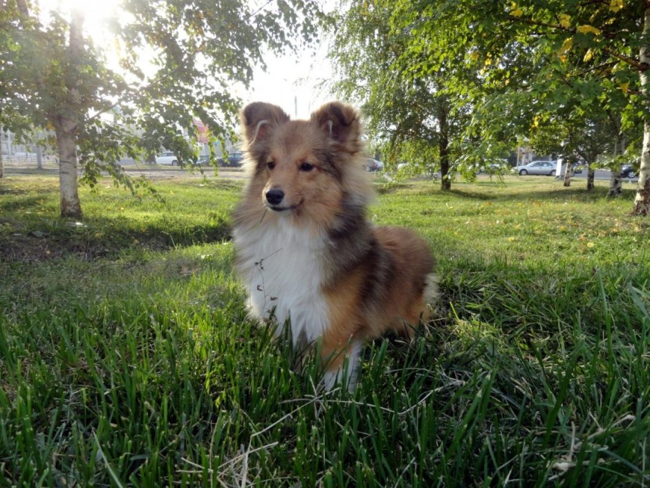 Шелти с корги микс