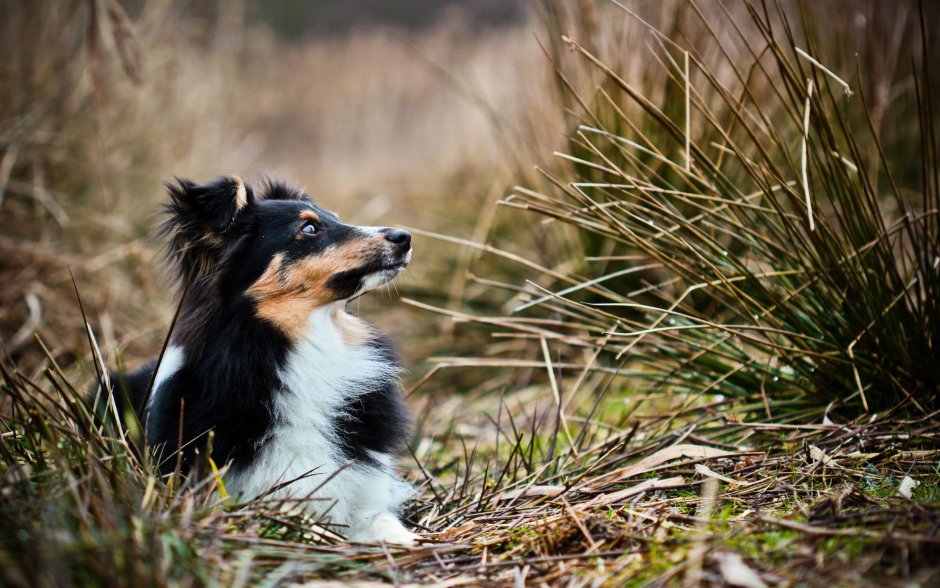 Шелти собака